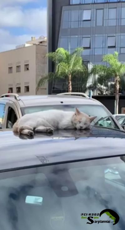 A white cat sleeping peacefully on the roof of a car.