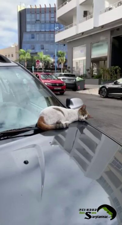 A ginger and white cat sleeping peacefully on a car hood.