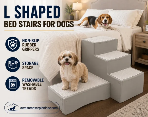 Jack Russell Terrier standing on gray L shaped dog bed stairs beside a bed on hardwood floors while a Beagle rests in the background