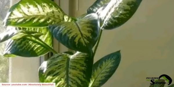 Large green and white Dieffenbachia leaves that cause immediate mouth burning and swelling in dogs if chewed.