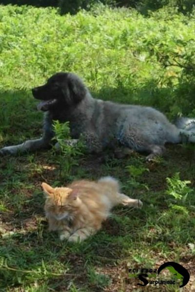 Sarplaninac Dog and Cat