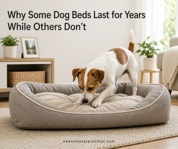 Jack Russell Terrier scratching a slightly worn dog bed indoors, showing everyday use and material wear over time