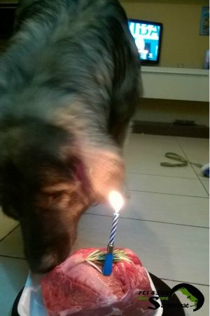 Sarplaninac dog Bato eating a birthday steak with a lit candle on the floor inside the house.