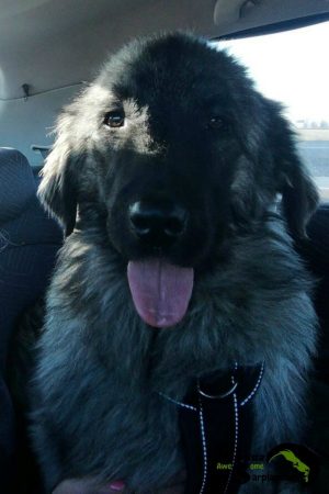 Young Shepherd Dog Sitting In Car Seat Dark Gray Sarplaninac Dog Artem