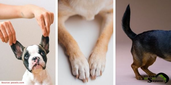 Photos of a dog's ears, paws, and tail as areas to avoid when petting.