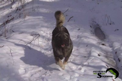 Medium Sized Dog In Snow For First Time Young Black Shepherd Dog