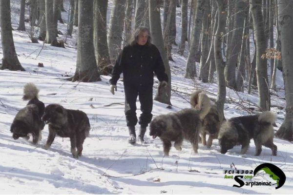 A group of powerful dogs exploring a snowy forest with their breeder, showing resilience and natural instincts in a winter environment.