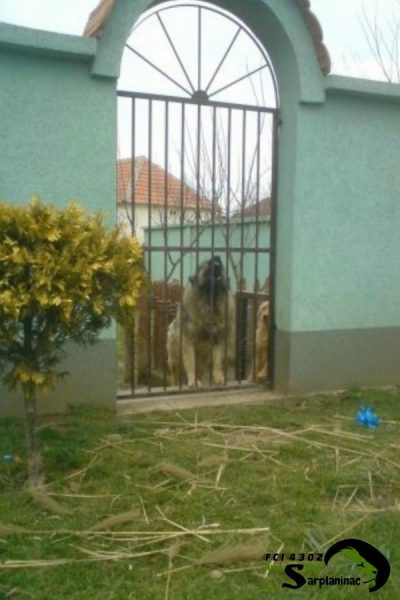 Dog Kennel Serbia