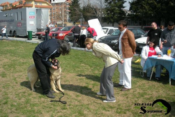 FCI judge Polina Simic evaluating the teeth of young female Sarplaninac Dina at the CACIB Jagodina dog show - Serbia.