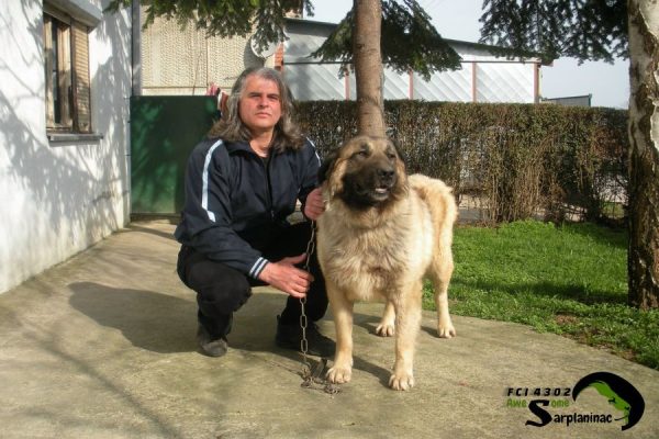 Adult male Sarplaninac Karabash Krom standing in the yard with his owner.