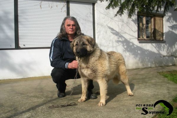 Female Sarplaninac Dina in a standing position with her owner in the yard.