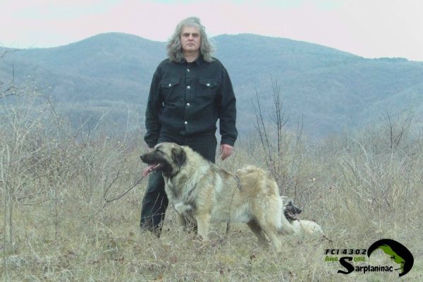 Tyson standing in the highlands, a Sarplaninac that retains the massive bone structure and thick protective coat of the ancient mountain dogs.