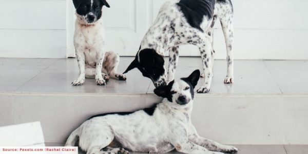 dogs in front of door house