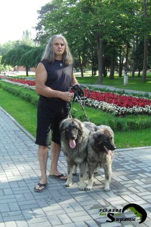 Shepherd Dogs In Park Two Dark Gray Dogs