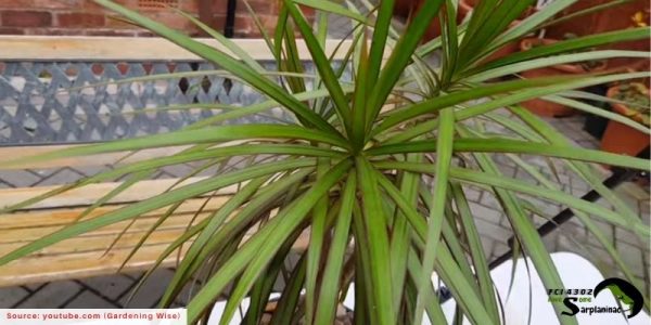 A Dracaena Marginata plant with thin, spikey leaves that can cause dilated pupils and vomiting in dogs.