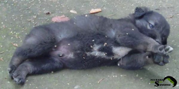 An expensive puppy lying on its back exposing its belly as a sign of complete trust and relaxation.