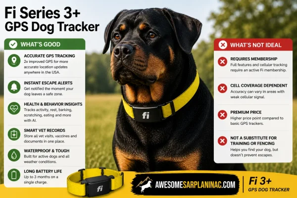Rottweiler wearing yellow Fi Series 3+ GPS dog collar showing real use tracking device for dogs.