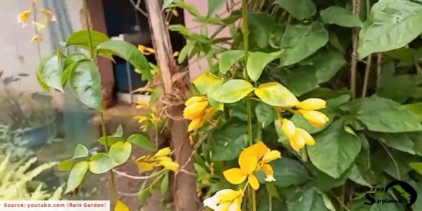 Golden Cascade Creeper with yellow flowers that can be toxic to dogs.