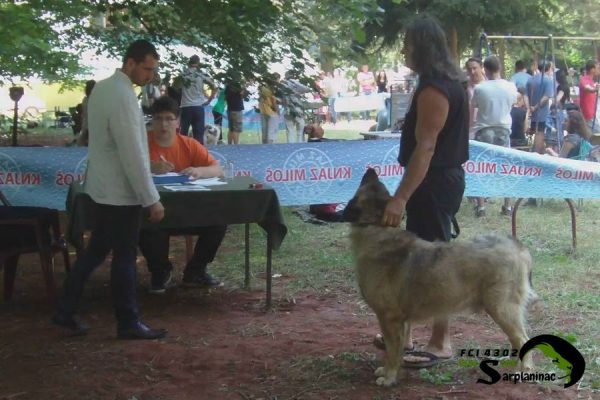 FCI judge with Sarplaninac in the ring with handler.