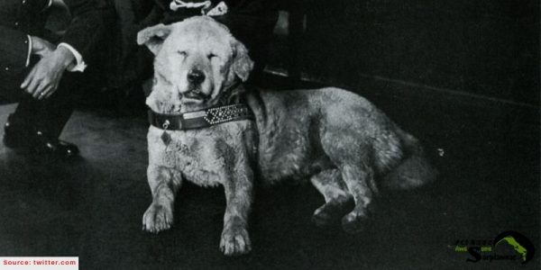 A rare historical black and white photo of an elderly Hachiko lying down and waiting at Shibuya Station in the 1930s.