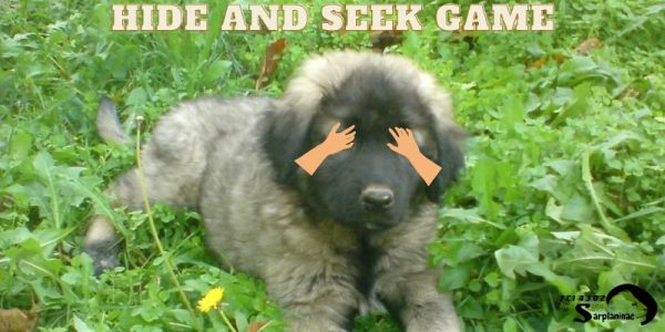 Sarplaninac puppy in the grass playing hide and seek game with its owner.