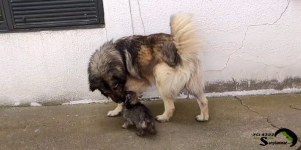 Adult Sarplaninac interacting with a puppy to teach social behavior.