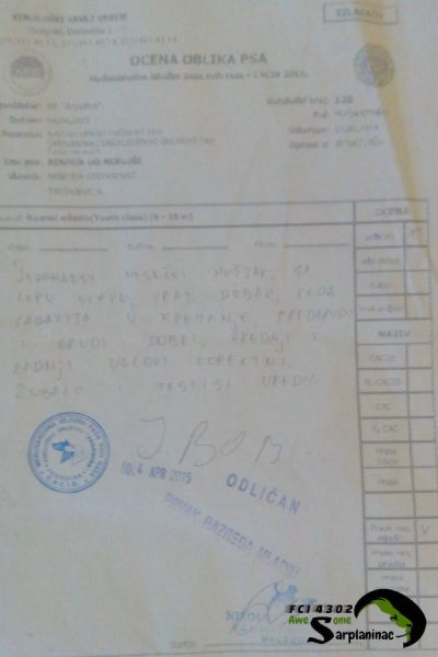 Description of Ben at CACIB Jagodina by FCI judge Nikola Angelovski