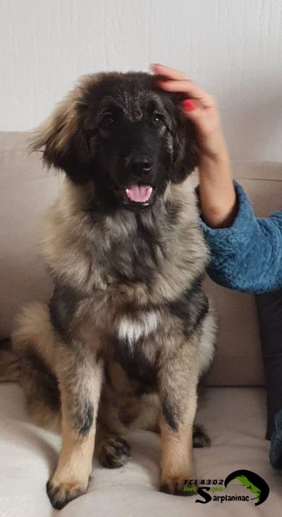 Young large shepherd dog with thick fluffy fur sitting on a sofa indoors.