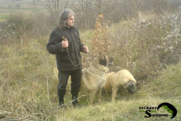 Two loyal Sarplaninac (Karabash) dogs standing with their owner in the Serbian mountains.