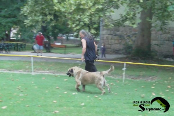 Large dog walking with handler before the dog show