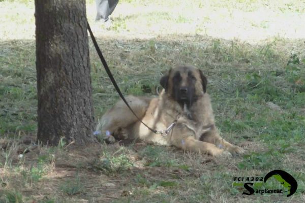 Sarplaninac dog (karabash type) resting in the shade.