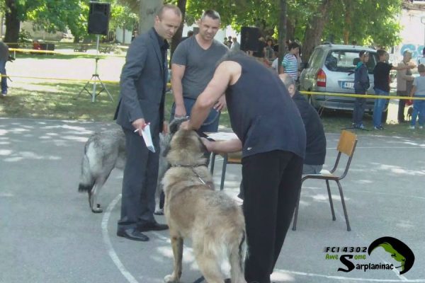 FCI judge Ljubiša Nikolić judging Sarplaninac dog Tyson in the ring.