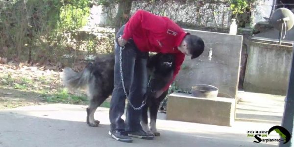 Owner scratching a large dog on the chest near a water fountain.