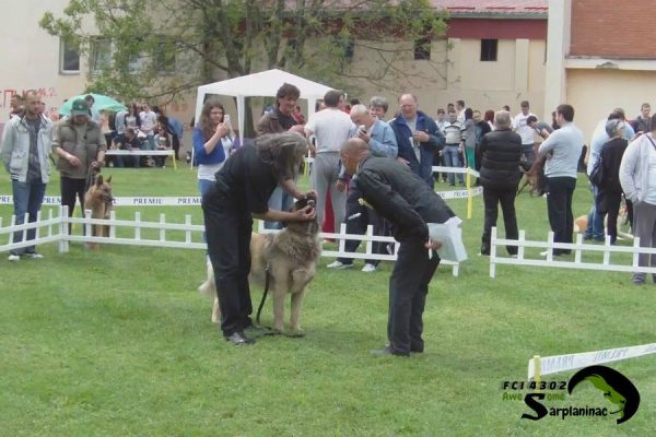 FCI judge checking a dog's teeth in the ring at CAC Paracin.