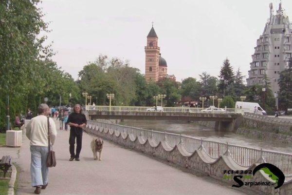 Breeder walking a karabash dog on a leash along the river promenade in Paracin.