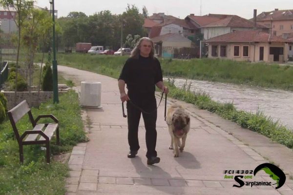 Breeder Nebojsa Stefanovic leash walking a calm Sarplaninac dog Tyson FCI 4302 by the River Crnica in Paracin, demonstrating daily exercise routines in an urban environment.