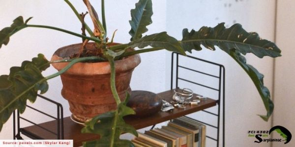 A Philodendron plant in a clay pot with long, jagged leaves that can cause severe mouth irritation and drooling in dogs.