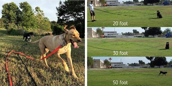 pup leash training