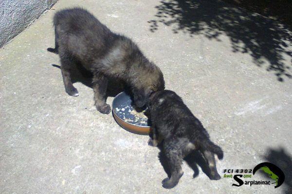 Black Puppies Eat Homemade Food