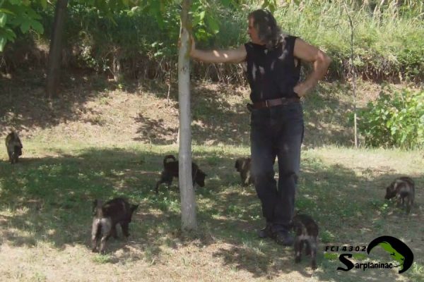 A group of young dark-colored puppies walking in a shaded forest area with a breeder.