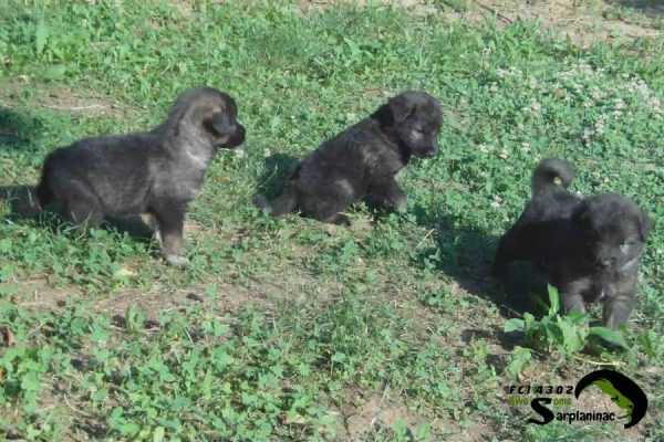 Three puppies are spread out on a patch of grass and dry dirt, with bright sunlight reflecting off their dark coats.