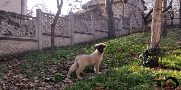 A young Sarplaninac puppy from our kennel stopping in its tracks after a whistle distraction, demonstrating how to break a dog's focus before it reaches a high-arousal state.