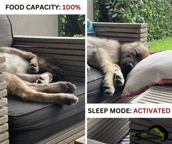 Huge puppy sleeping on an outdoor chair