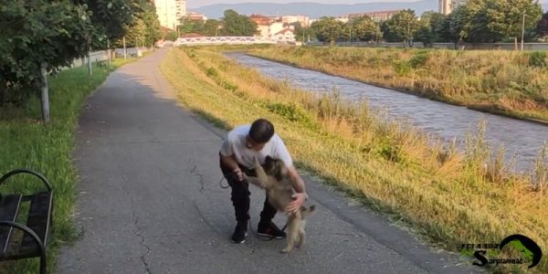 A son of breeder working with a Sarplaninac puppy outdoors to establish boundaries and prevent jumping or biting.