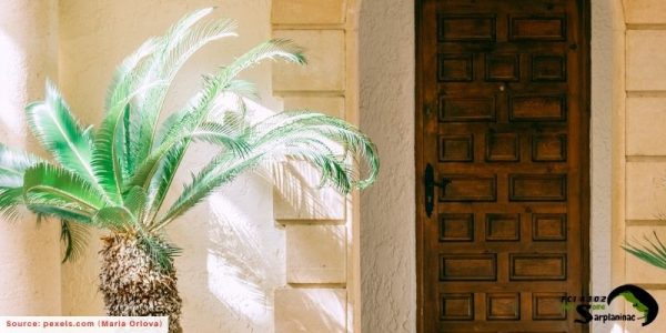 A Royal Sago Palm tree next to a wooden door that can cause liver failure and death in dogs if ingested.
