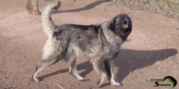 Female dog displaying protective behavior - record by the son of a professional breeder since 1990.