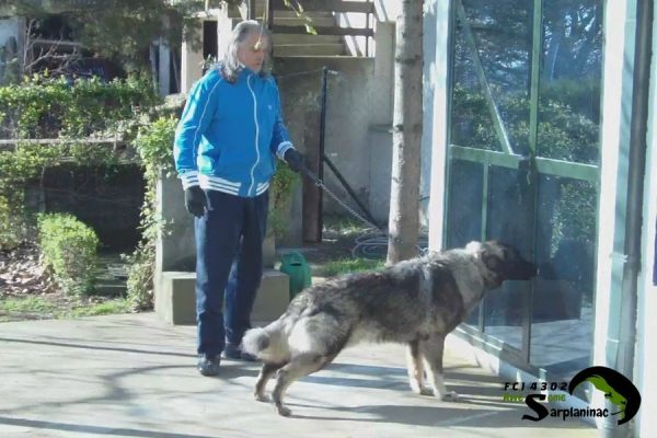 Male dog Leo on leash looking toward a glass door outdoors.