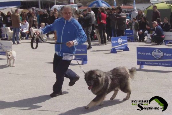 Sarplaninac Ben Hur moving in the ring during judging.