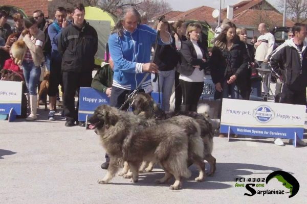Three Sarplaninac dogs in the ring as a breeder group at a dog show.