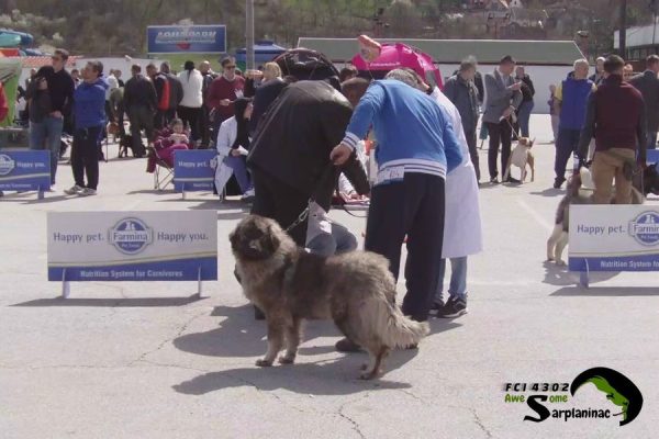 Female dog Big Haidy standing in the ring during judging.